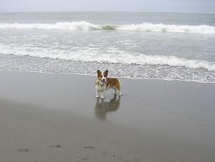 中田島砂丘２２