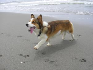 中田島砂丘２４