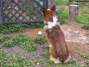 ひるがの高原１８