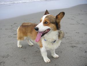 中田島砂丘２６