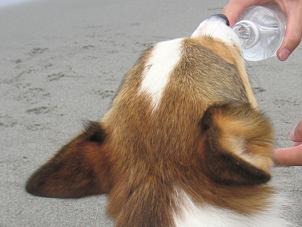 中田島砂丘２７