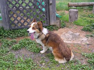 ひるがの高原１９