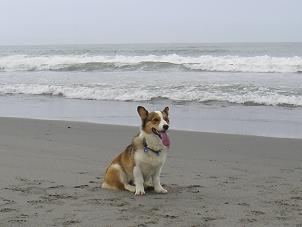 中田島砂丘２８