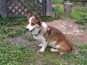 ひるがの高原２０