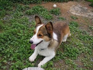 ひるがの高原２１