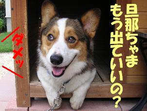 小屋ＩＮにゃんさん２