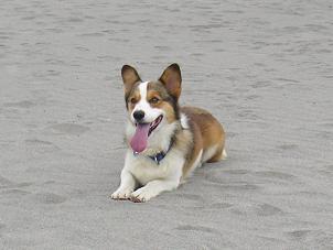 中田島砂丘３０