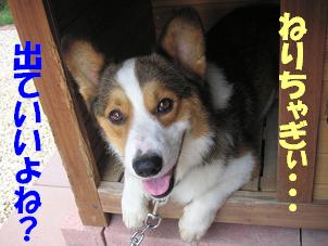 小屋ＩＮにゃんさん３