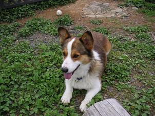 ひるがの高原２２