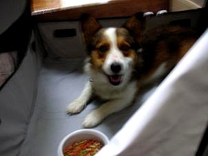 テントとにゃんさん３