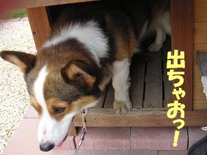 小屋ＯＵＴにゃんさん