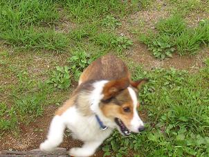 ひるがの高原２４