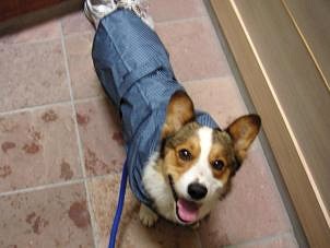 レインコート２