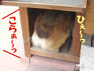 小屋再びINにゃんさん