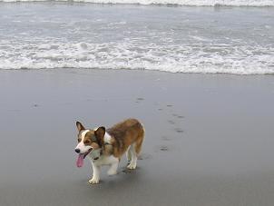 中田島砂丘３５