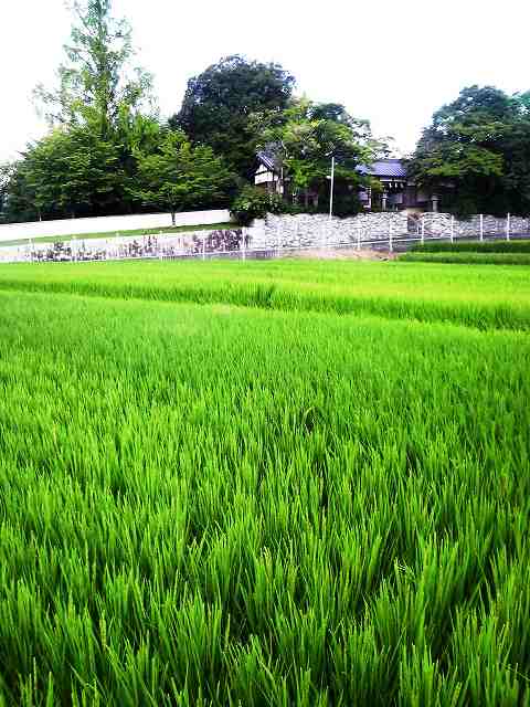 鏡神社携帯で１