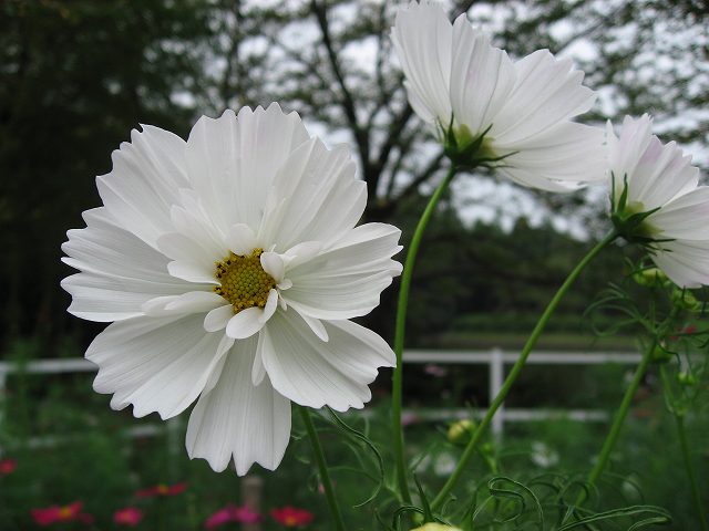 コスモス３