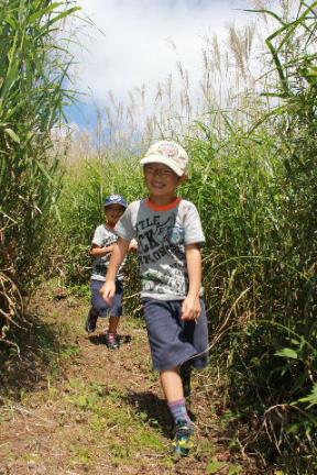 富士山こどもの国すすきの迷路