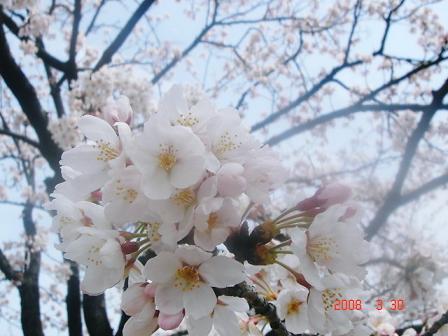 房になっている桜