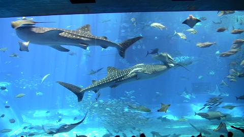 水族館３.JPG