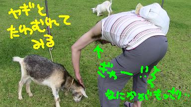 ヤギ.JPG