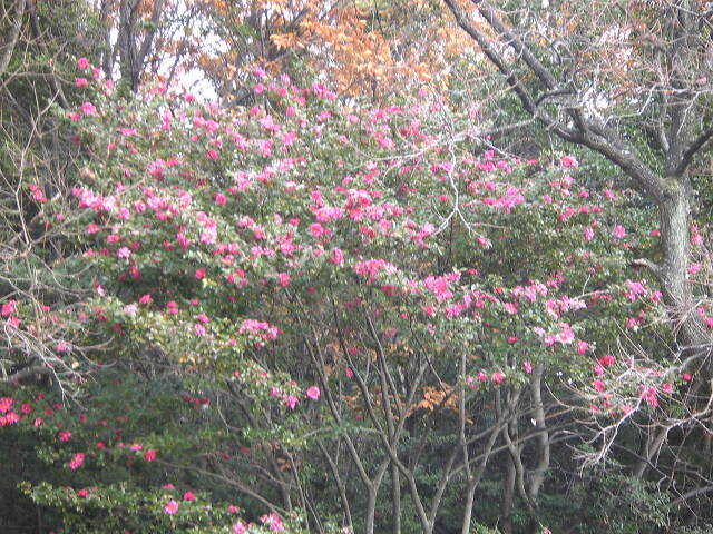 平和公園山茶花1217.jpg