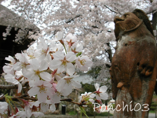 20090405b02(桜).jpg