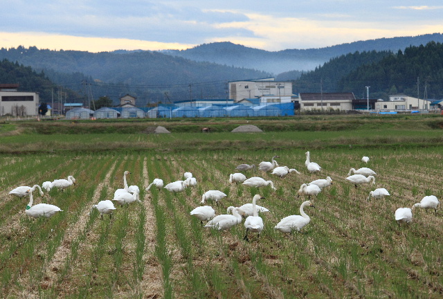 白鳥の群れ　10.10.31