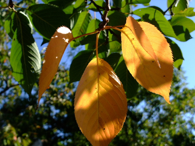 公園の葉