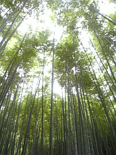 報国寺
