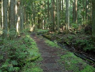 江紋峠～大原の林間の道