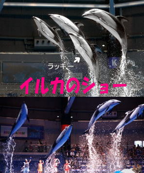 イルカのショー.jpg