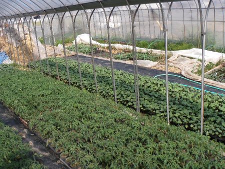 ななほし会 (10).JPG