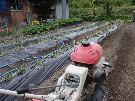 サツマイモ (1).JPG