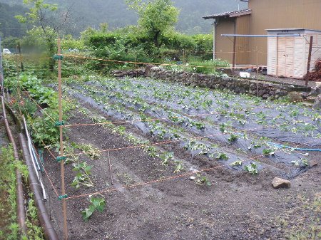 サツマイモ (2).JPG