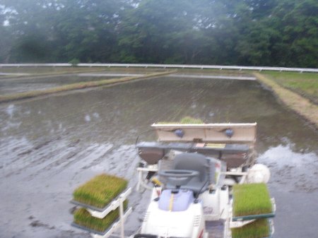 田植え.JPG