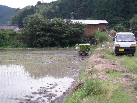 小麦収穫後の田んぼ.JPG