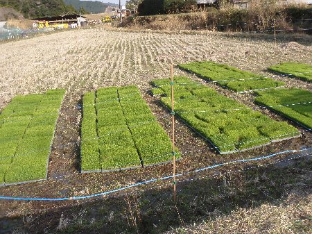 三重大学生　20110410 (6).JPG