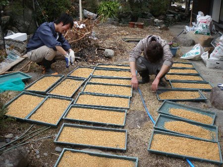 三重大学生 農業体験 (3).JPG