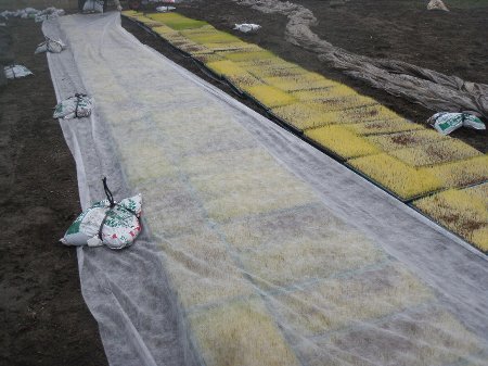 特別栽培米　コシヒカリ苗 (1).JPG