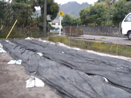 特別栽培米　コシヒカリ苗 (2).JPG