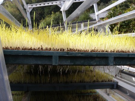 特別栽培米　コシヒカリ苗 (3).JPG