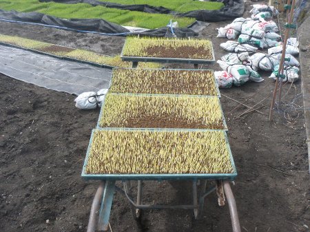 特別栽培米　コシヒカリ苗 (4).JPG