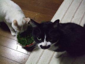 バレンタインの贈り物