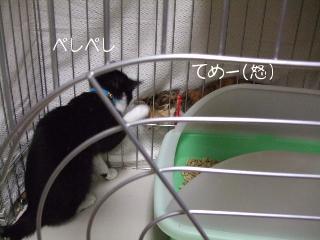 何やってるニャ?