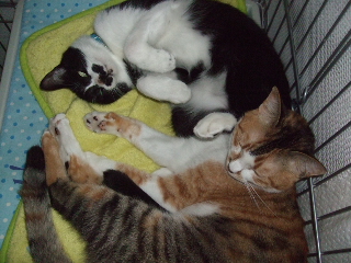 お化け　上から見るとこんな感じ