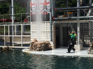 アシカーマンとアシカ