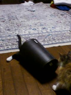 カトちゃん ゴミ箱3