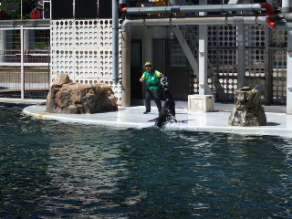 アシカーマンに爆弾を渡すアシカ