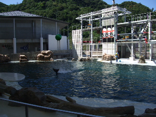 イルカ・アシカショー　ボール遊び　暴走中